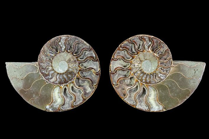 Cut & Polished Ammonite Fossil - Crystal Chambers #88200